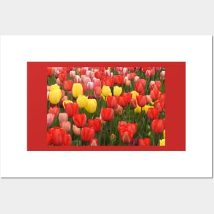 Nature, Natural Texture, Pattern, Flowers, Tulips Posters and Art